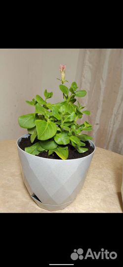 Петуния в горшках