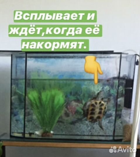 Красноухая черепаха с аквариумом