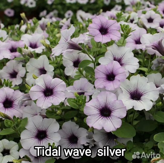 Петуния ампельная тайдал 4 цвета