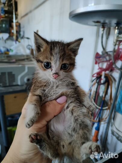 Отдам в добрые руки котят