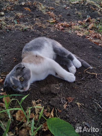 Кошечка