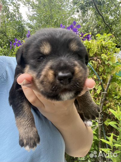 Щенки бесплатно