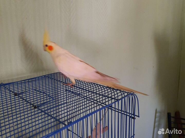 Попугай корелла птенец