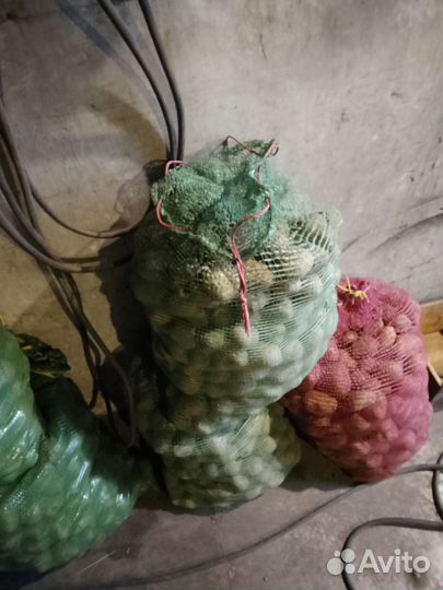 Продам семенной картофель