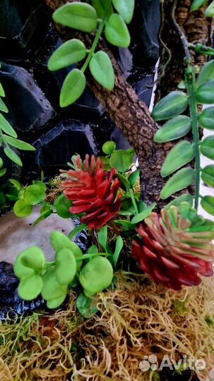 Бронь Готовый террариум для лягушек