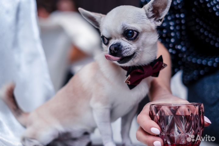 Вязка собак чихуахуа