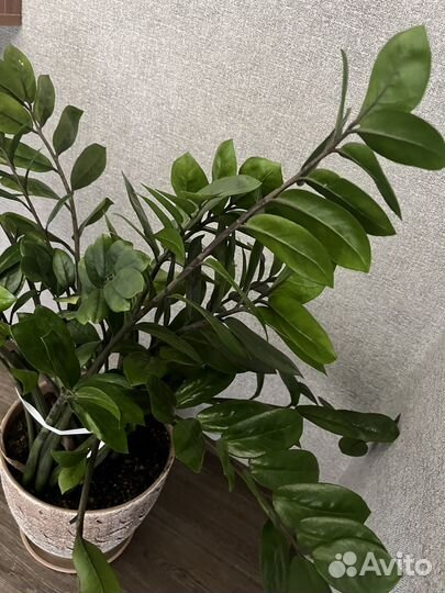 Замиокулькас