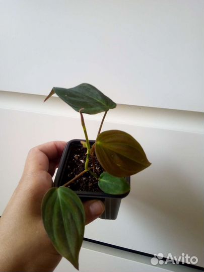 Микс комнатных