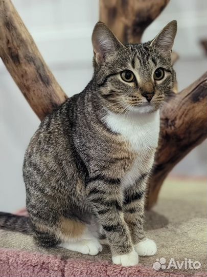 Добрейшая кошечка Мерилин (1г.) в добрую семью