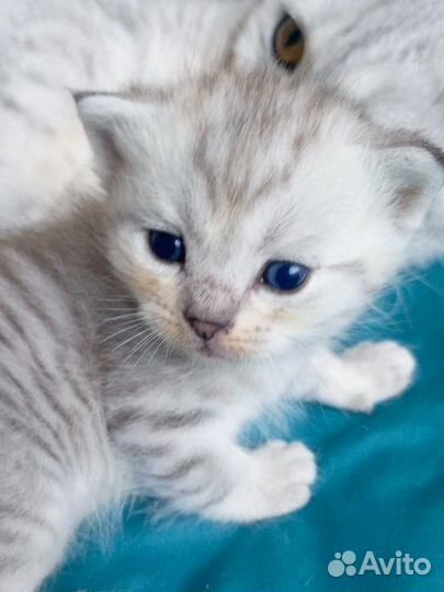 Шотландские прямоухие котята