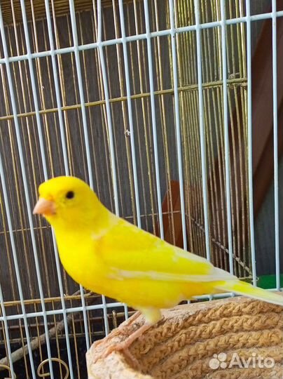 Кенара и канарейки