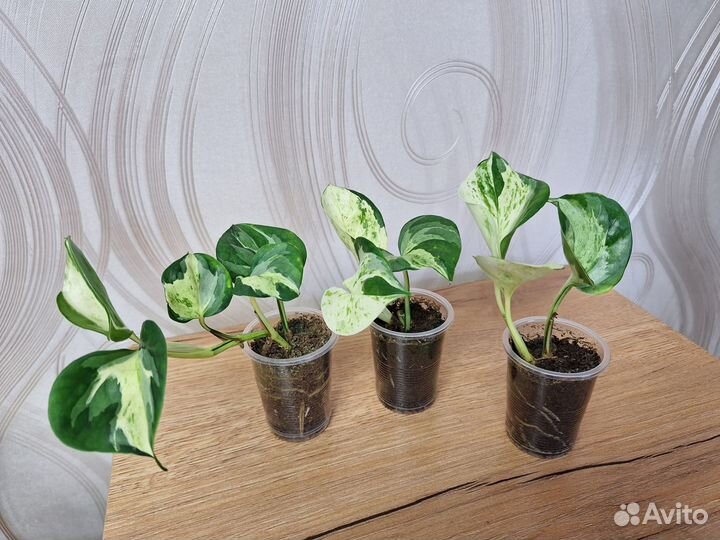 Эпипремнум, Сциндапсус, Филодендрон