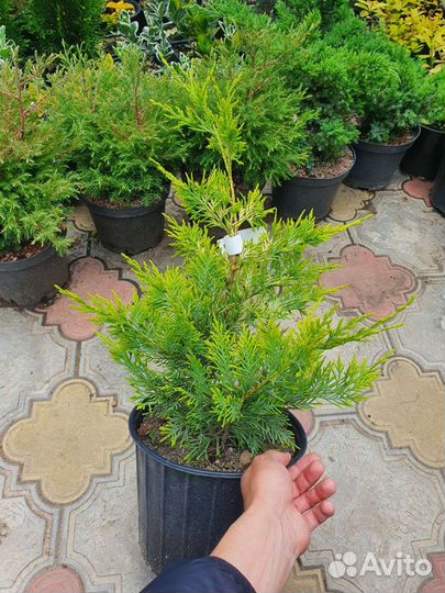 Купрессоципарис Голд Райдер