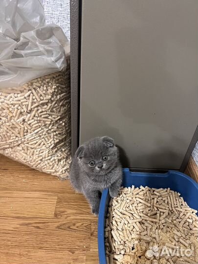 Шотландская девочка, красавица