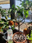 Апельсин, Лимон, Мандарин, Банан, Маракуйя и т.п