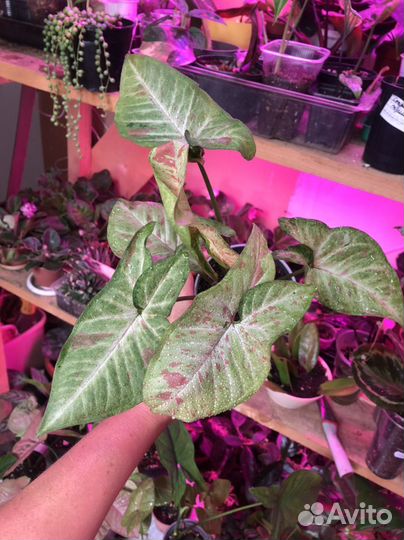 Сингониумы сортовые