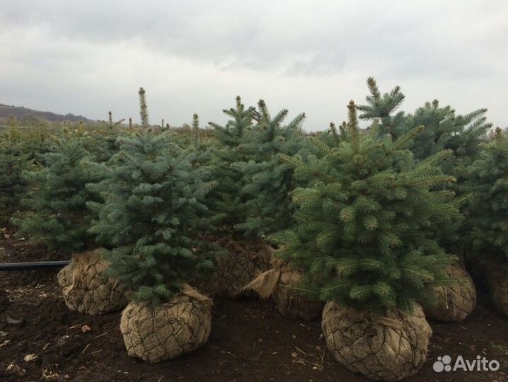 Ель голубая