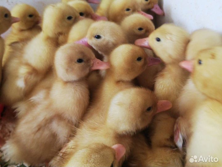 Утята Стар 53 - Фаворит - Башкирские - утка