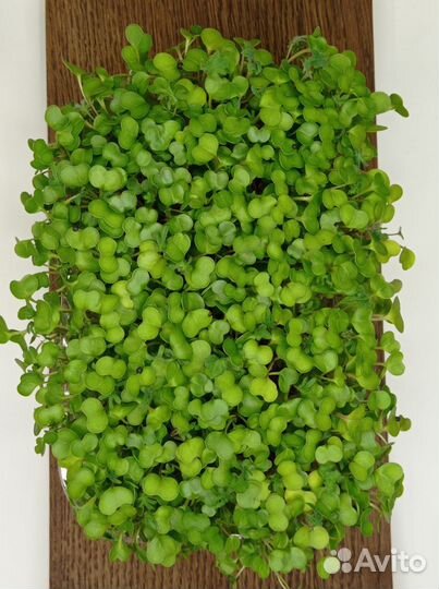 Микрозелень кейл в грядке