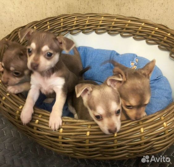 Той-терьер щенки