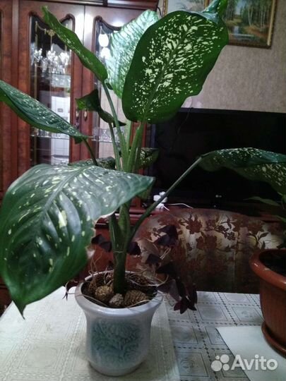 Диффенбахия