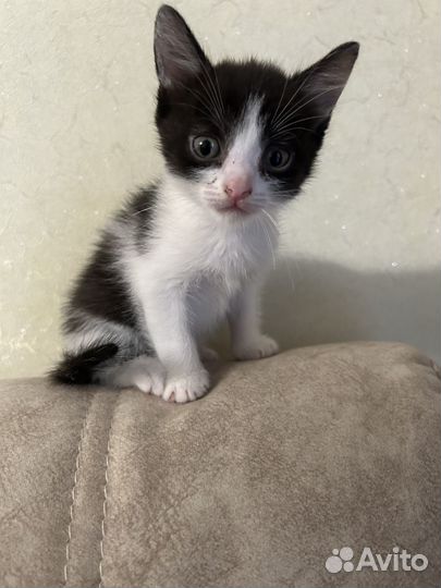 Отдам котям в добрые