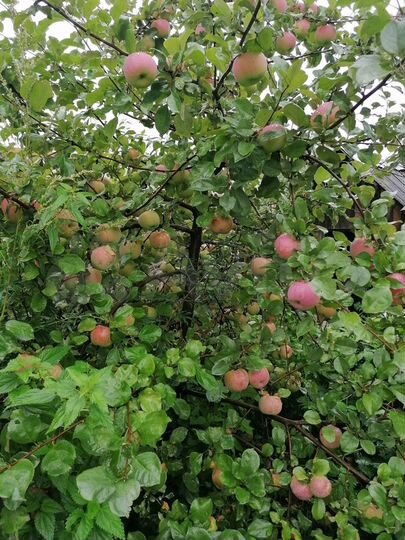 Дом 54 м² на участке 12 сот.