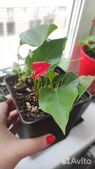 Антуриум / мужское счастье