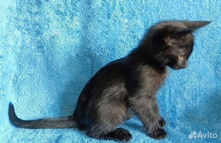 Котенок мальчик
