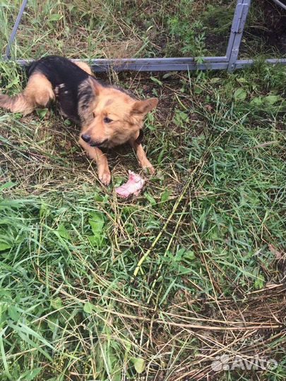 Собака в добрые руки отдам бесплатно