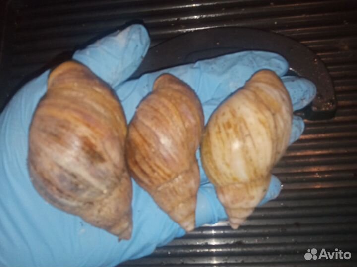 Ахатины Фулики, Ретикулята