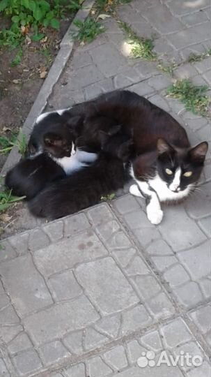 Котята от кошки крысоловки