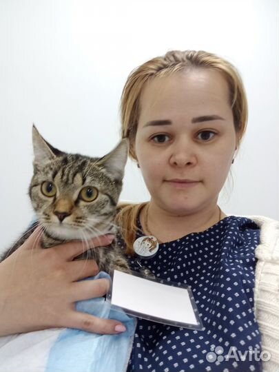 Стрижка кошек и котов на дому