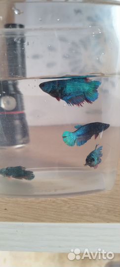 Рыбка петушок самка