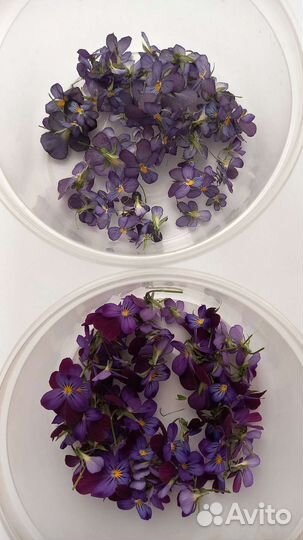 Сухоцветы, жёлуди, шишки для творчества