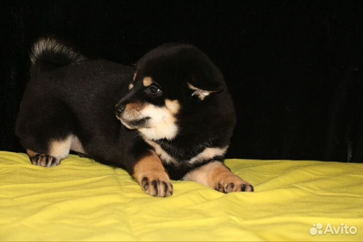 Собака улыбака