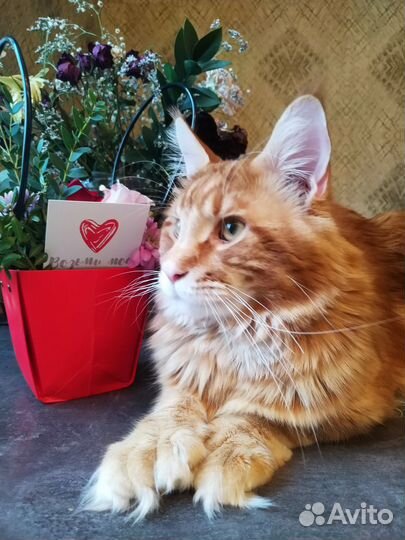 Мейн Кун красный кот полидакт вязка