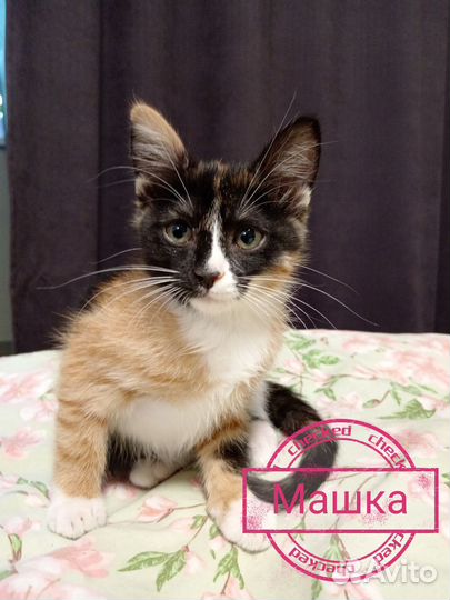 Кошка в добрые руки