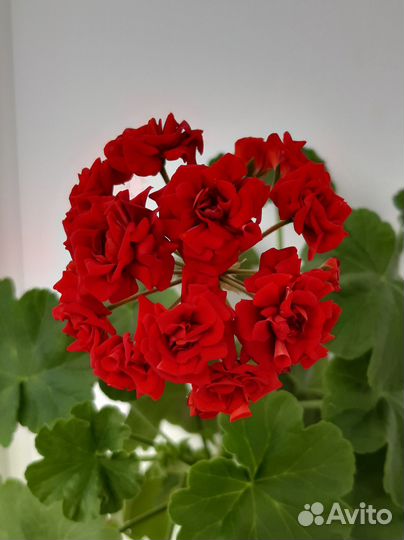 Герань розебудная красная