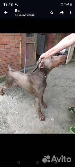 Собаки щенки добермана