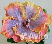 Сортовые гибискусы