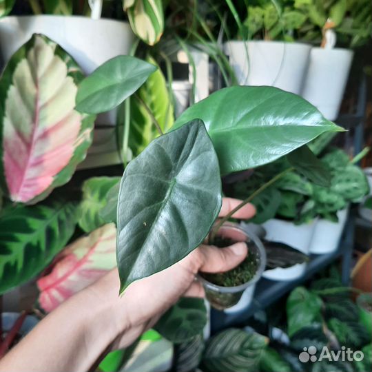Алоказия silver perakensis