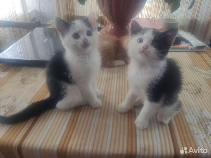 Котята в добрые руки бесплатно