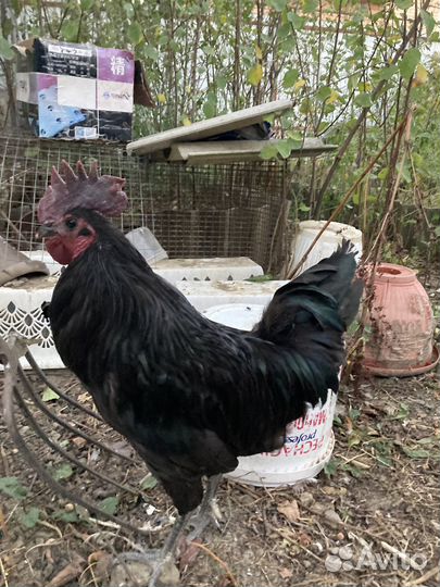 Продам петушка