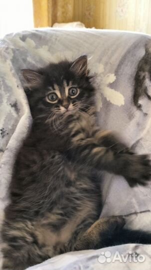 Котята в добрые руки - мальчик