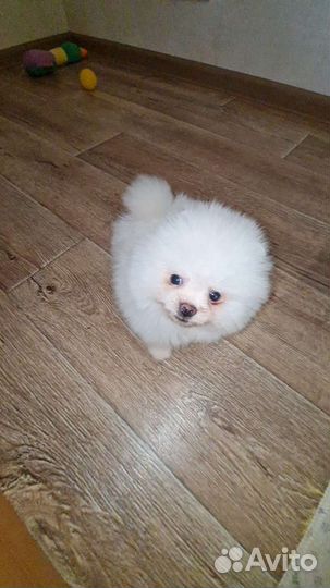 Щенки шпица мини мишки