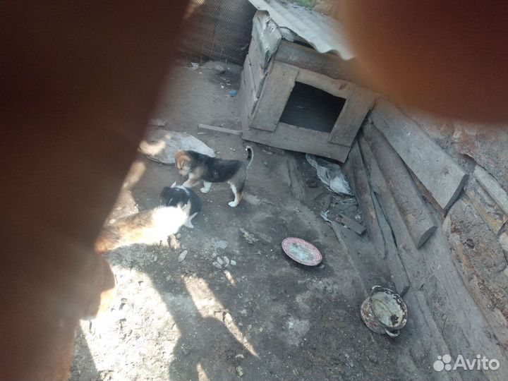 Щенки бесплатно