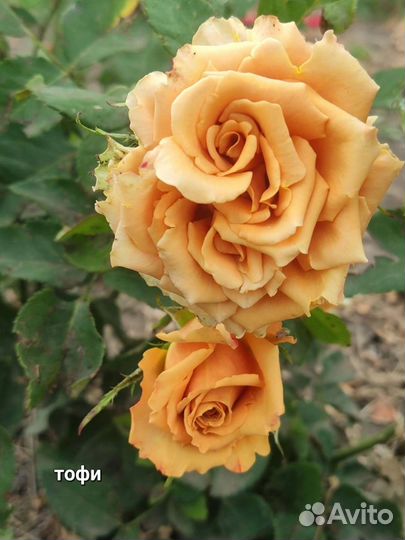 Розы тоффи