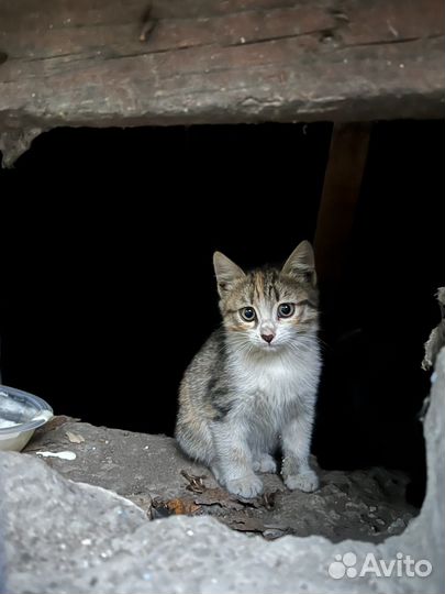 Котенок в дар бесплатно