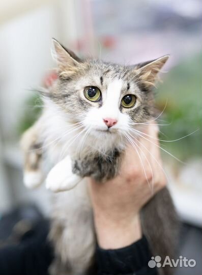 Котик Космос в добрые руки